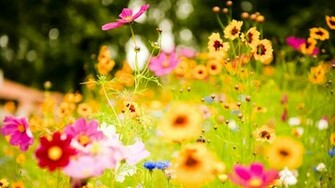 Field Colorful Flowers Wallpaper In Plants