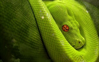 Anaconda Wallpaper