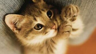 Schattige Close Up Wallpaper HD Gratis Achtergronden