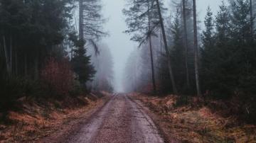Wallpaper Fog Road Gloomy Forest 4k UHD