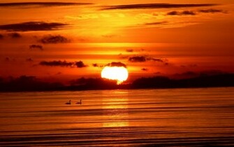 Swans And Sunset Desktop Wallpaper On Latoro
