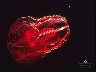 Wallpaper From The Monterey Bay Aquarium