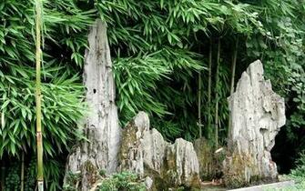 Japanese Bamboo Forest Wallpaper And Image Pictures