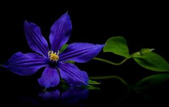 Wallpaper Purple Clematis Image For Desktop Section