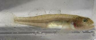 Tidewater Goby Side Photo And Wallpaper Cute