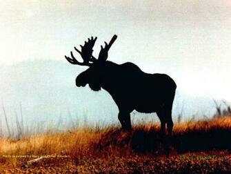 The Internet Talking Moose Fall Energy Drink Past Animal