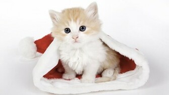 Cute Cat Stunning Photo Choice Wallpaper