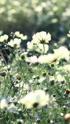 Cosmos Flowers Campo De Grama iPhone 5s Wallpaper Nature
