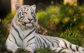 Tiger In Snow Wallpaper White