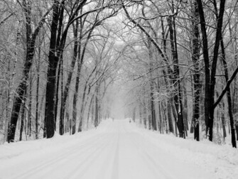 White Forest Desktop Wallpaper