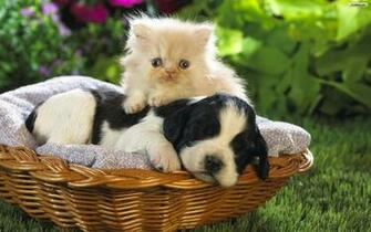 Cats And Dogs Wallpaper