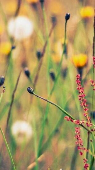Grass Depth Of Field Wildflowers Wallpaper