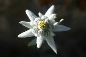 Edelweiss Wallpaper Flower Dreams
