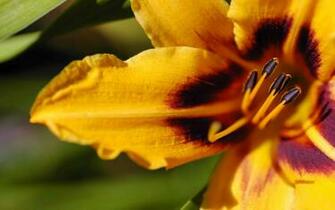 Flower Wallpaper Yellow Flowers