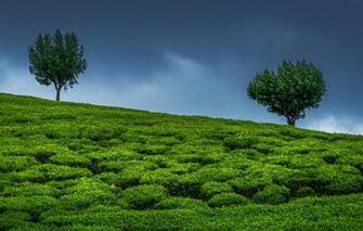 Wallpaper The Sky Trees India Two Tea Plantation Image