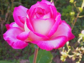 Fuschia Rose Computer Wallpaper Desktop Background Id