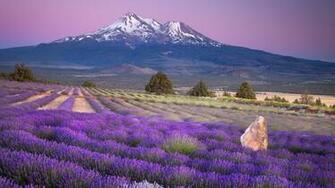 Fields California Lavender Mount Shasta Farms Wallpaper Background