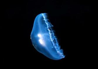 Moon Jellyfish Wallpaper X