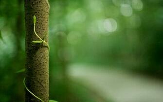 Awesome Background Of Nature Net
