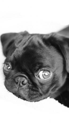 Black Pug Wallpaper The Best Image In