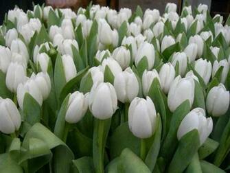 White Tulip Wallpaper HD In Flowers Imageci