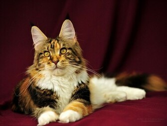 Maine Coon Cats Desktop Wallpaper X Photos Of