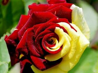Wallpaper HD Desktop Online Rose