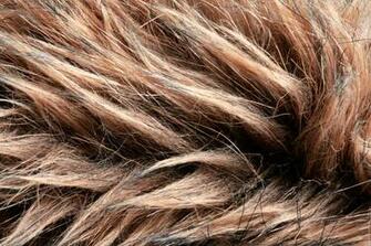 Texture Fur Background