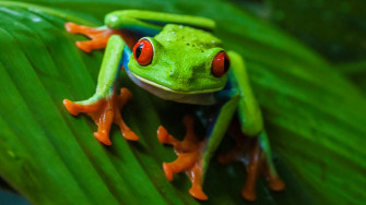 Desktop Background For Red Eyed Tree Frog