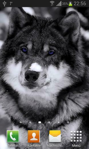 Wolves Live Wallpaper Android Apps On Google Play