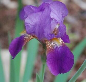 Purple Iris HD Walls Find Wallpaper