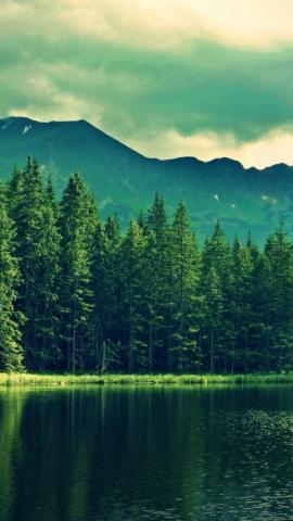 iPhone Green Forest HD Wallpaper