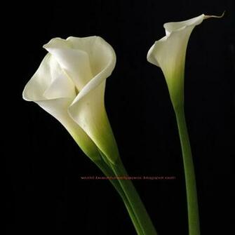 Beautiful Wallpaper Calla Lily Flowers
