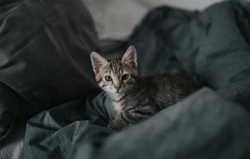 Wallpaper Grey Small Cat Baby Image For Desktop Section