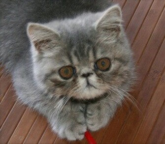 3d Exotic Shorthair Gizmo Wallpaper HD Cat