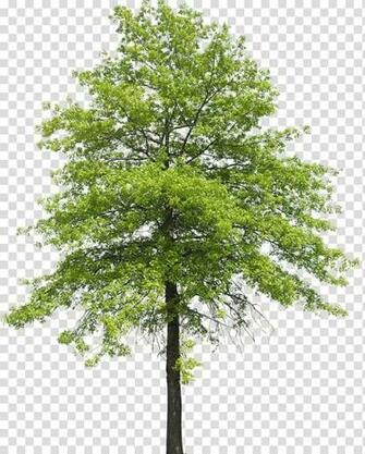 Tree Plant Shrub Nature Transpiration Arboles Green Leafed