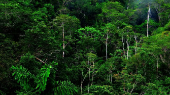 Rain Forest Background Wallpaper