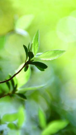 Green Wallpaper For Samsung Galaxy S5