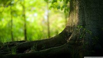Tree Trunk And Roots Wallpaper