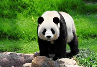 Panda HD Desktop Wallpaper 7wallpaper Net