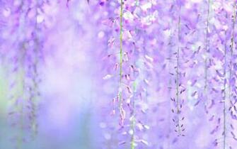 Wisteria Wallpaper Hqfx Desktop Photos Nmgncp Pc