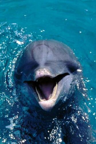Dolphin iPhone HD Wallpaper