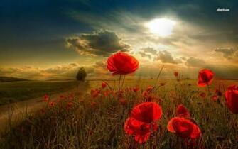 Poppy Field Wallpaper Flower