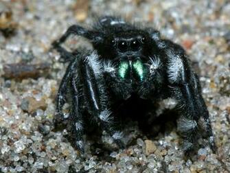 Spiders Are Arachnids Not Insects But Both And Belong