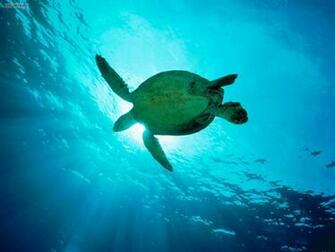 Animals Swimming Through Sunbeams Sea Turtle Picture Nr