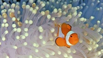 Clown Fish Wallpaper