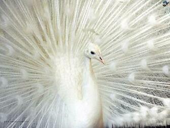 White Peacock Wallpaper
