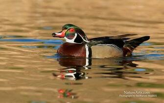 Pics Photos Wood Duck Wallpaper