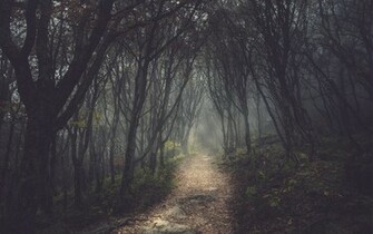 Trees Forest Path Dark Wallpaper Background