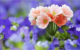 Flower Wallpaper HD Flowers Floral